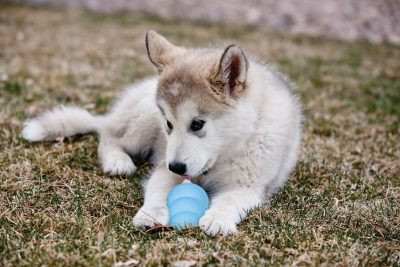 Kong Puppy - Afbeelding 2