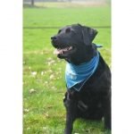 Cooling Bandana voor honden - Afbeelding 2