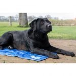 Premium Koelmat Hond - Afbeelding 3